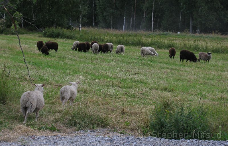 Bennas2010-5344.jpg - Sheep graze peacefully on grass.